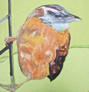 Carolina Wren - 24" x 24" mixed media on canvas