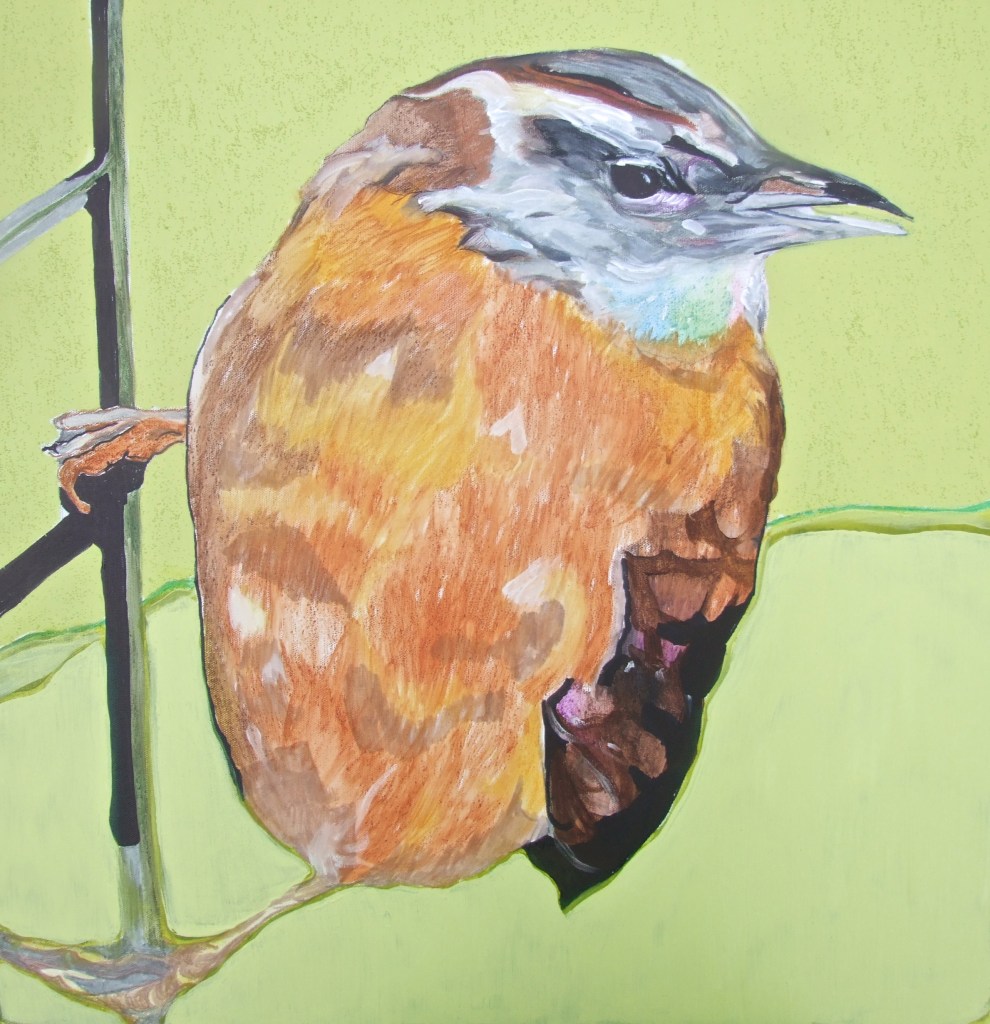 Carolina Wren - 24" x 24" mixed media on canvas