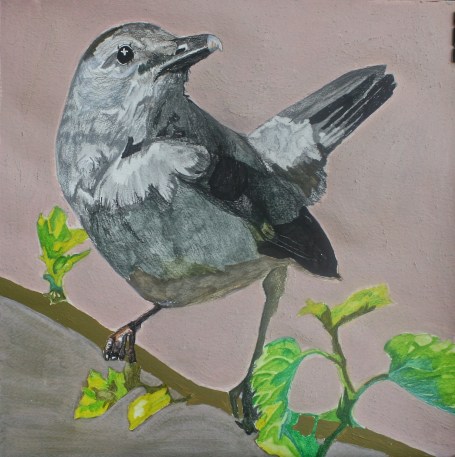 Grey Cat Bird