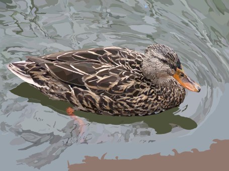 duck-on-water-no-lines