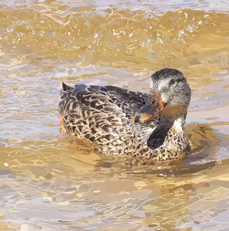 female-mallard-near-shore