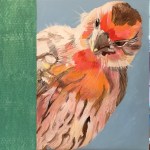 baby red finch&nbsp;2